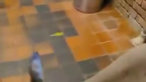 Kangaroo enters a bar with total confidence