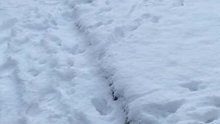 Curious puppy sees snow for the first time