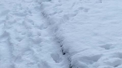 Curious puppy sees snow for the first time