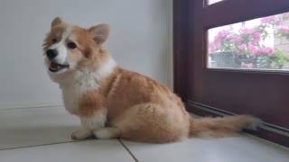 Corgi puppy does push ups for treats