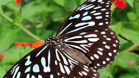 beautiful butterfly