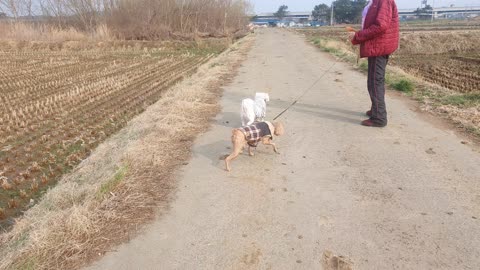 Two puppies are led by their mother to go to gym in the morning