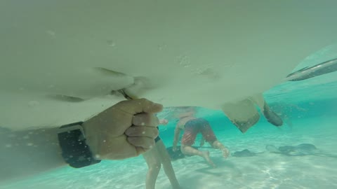 Stingray enjoys a hand fed meal