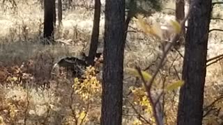 Deer Hunting in Colorado