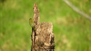 Green Landscape Ave Parrot stands on tree