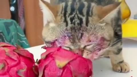 Cat really like that fruit 🍍🍎🍓🍇