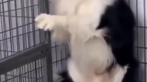 Dog Hilarious Reaction