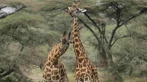 Giraffes Fighting