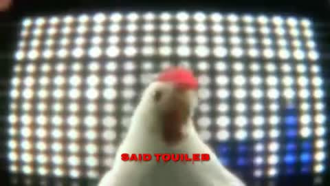 chicken song