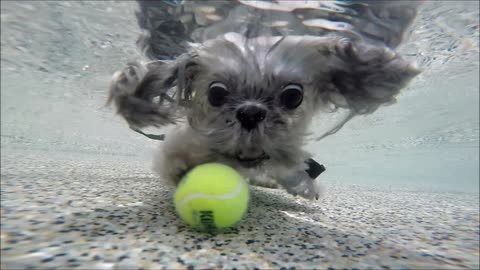 Shih Tzu Wookie dives underwater in beach entry for his kong tennis ball dog toy