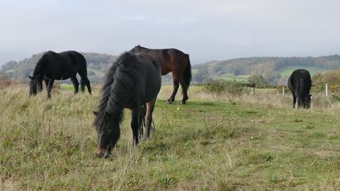 Horses Eating Grass - So Cute