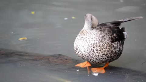 Duck Getting Its Feathers Clean