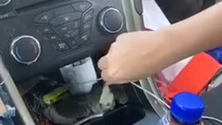 Can't Get Bird Out of Car