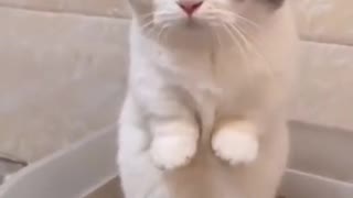 Cute cat stands on two feet like a human