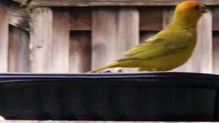 # Back Yard Birds Hawai’i Canary