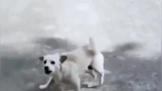 Funny animals