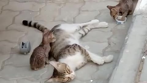 Mummy cat with her twins