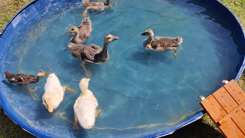 Gosslings and ducklings swimming