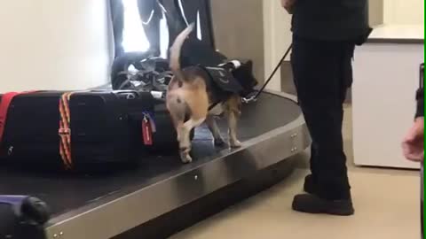 Drug sniffing dog works hard at baggage claim