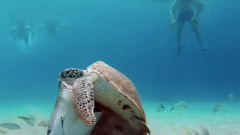 Sea Turtles Nibble On Discarded Shark Head