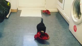 Small black dog carries red shoe that is larger than him