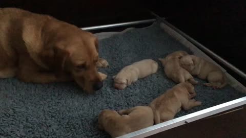 Mommy taking care of her pups first day