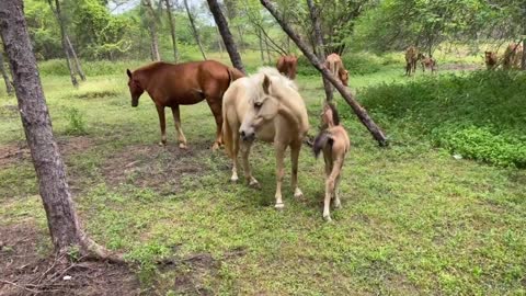 Which horse is more beautiful in your opinion?