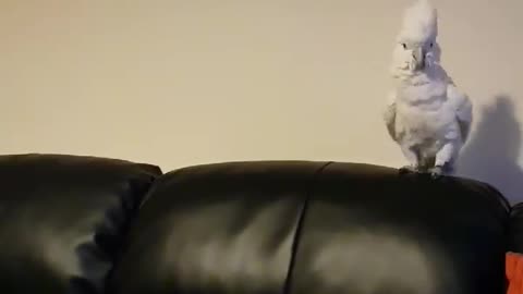 Cockatoo Is Happy When Owner Disappears