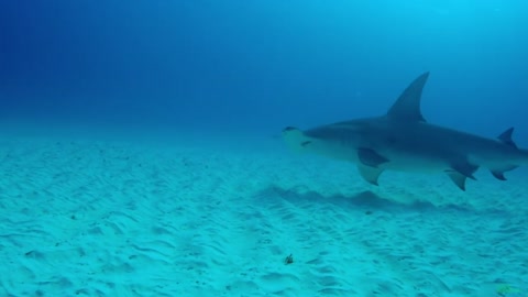 Great White Shark VS Sea Lion