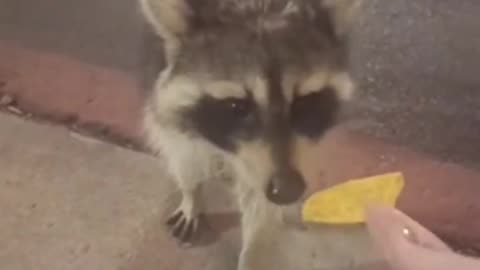 Trying to Feed a Raccoon🦝