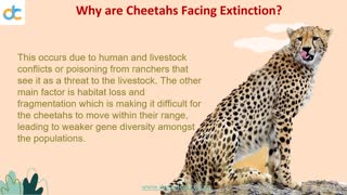 Why are Cheetahs Facing Extinction?