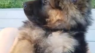 German Shepherd So CuteCute for Puppy