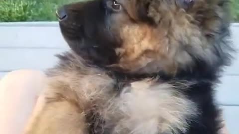 German Shepherd So CuteCute for Puppy