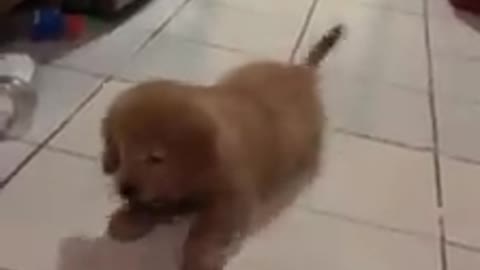 Golden Retriever puppy's adorable battle with an ice cube