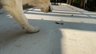 Doggy Spots Spooky Feather