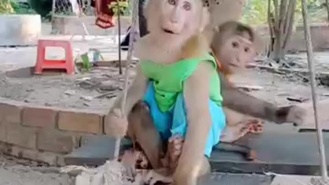 cute baby monkey #shorts #monkeytime #cute #babymonkey