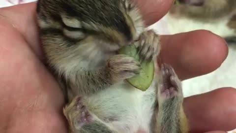 Tiny Baby Chipmunk Nibbles On Snack And We Just Can't Handle The Cuteness