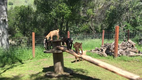 Baby Goats At Play