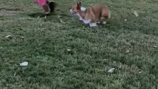 Corgi Trip... Wait For It