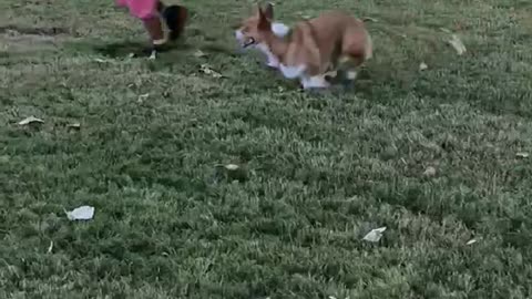 Corgi Trip... Wait For It