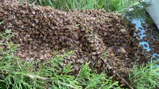 Huge Honeybee Swarm Marches Into The Box. Hello Queen! South Central Pennsylvania