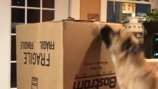 Big strong dog tears apart giant cardboard box