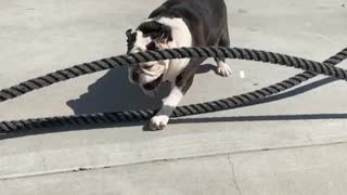 English Bulldog rope exercise