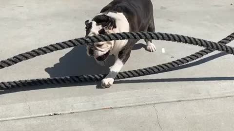 English Bulldog rope exercise