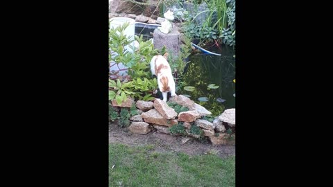 Katze am Gartenteich