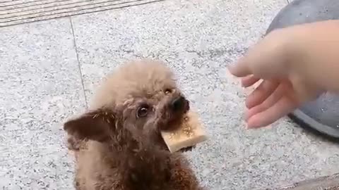 Hora do almoço cachorrinhos