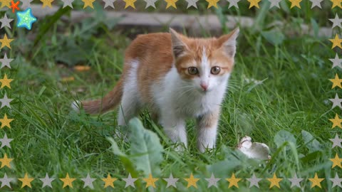 ANIMAL ⭐ SMART CAT 😺 FUNNY VIDEO