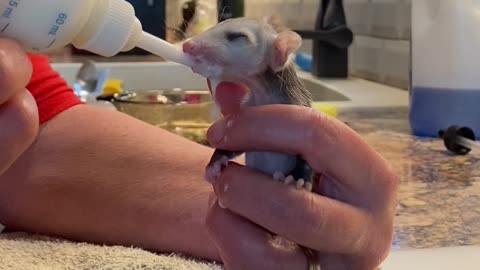Feeding a baby opossum
