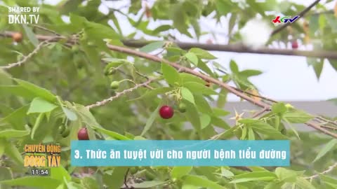 Lá cây trứng cá – ‘Thần dược’ ngừa ung thư