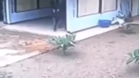 Funny Thief Breaking Into an Open House